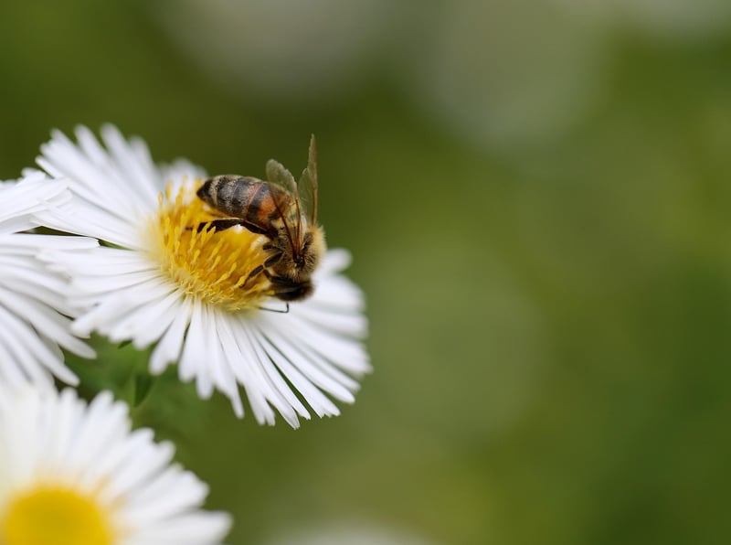 Bee Communication