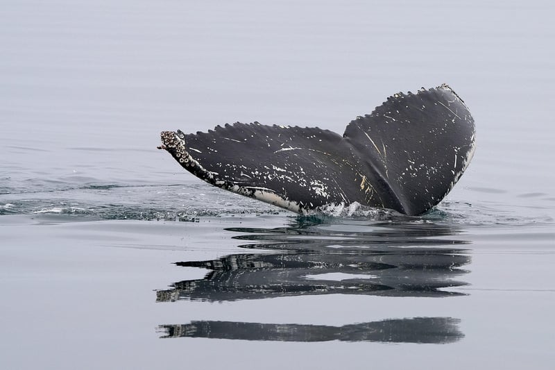 Whale Song